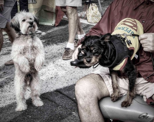 dog standing20151114_5595-Edit as Smart Object-1