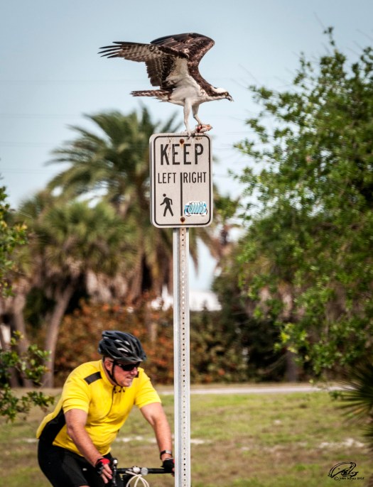 osprey20160403_8394-1